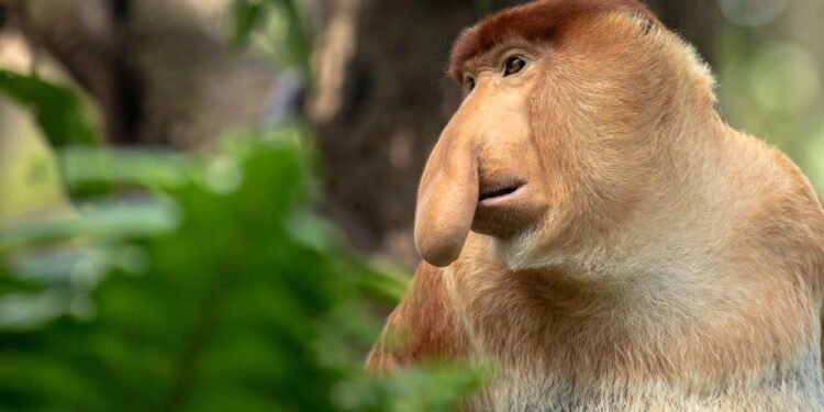 Entre os animais mais feios do mundo, o macaco-narigudo se destaca pelo nariz gigante e jeito curioso