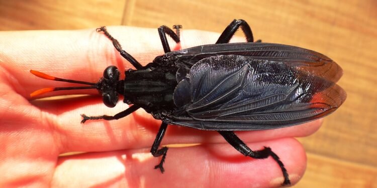 Maior mosca do mundo