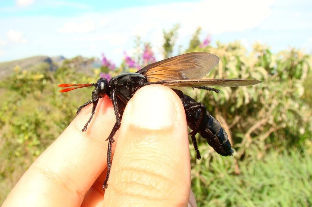 Mosca gigante