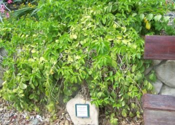 Ora-pro-nóbis: A planta milagrosa que vale ouro e pouca gente usa