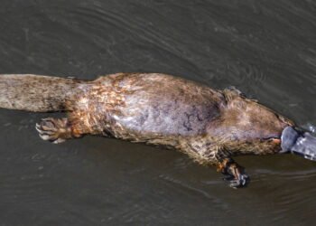 Ornitorrinco: um dos raros mamíferos venenosos do planeta, com esporões nas patas traseiras que liberam toxina