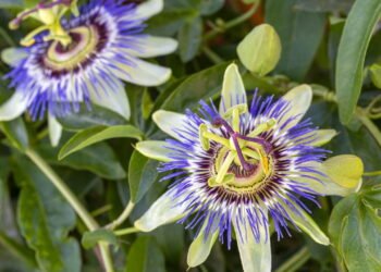 Passiflora: a flor exótica que une beleza, saúde e bem-estar