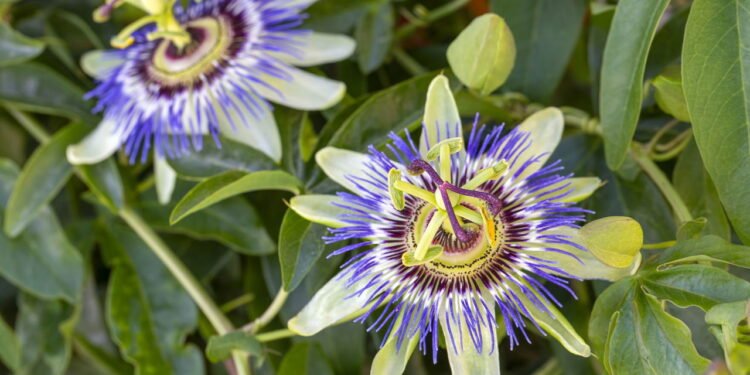 Passiflora, a flor-do-maracujá - depositphotos.com / EsinDeniz