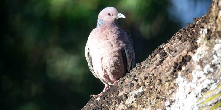 Crescimento rápido faz com que filhotes de pombos logo se pareçam com adultos