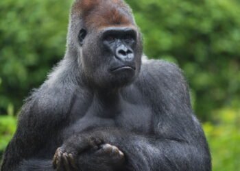 Esses animais impressionam pelo tamanho, inteligência e importância ecológica