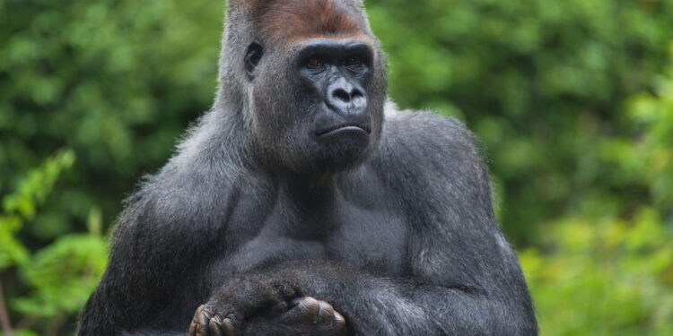 Esses animais impressionam pelo tamanho, inteligência e importância ecológica