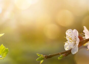 Chegada da primavera