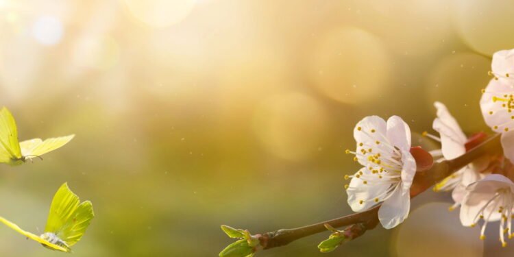 Chegada da primavera