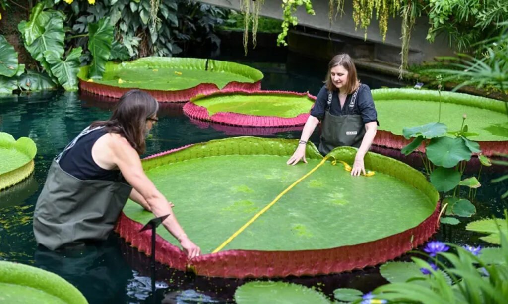 Vitória-régia gigante