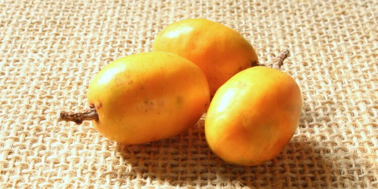 A seriguela é uma fruta típica do Nordeste, conhecida pelo sabor adocicado e refrescante