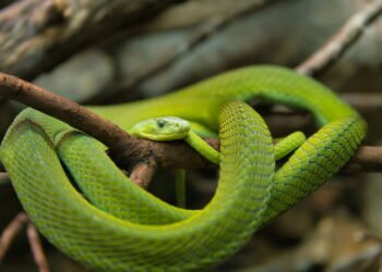 Um ano da picada de serpente que tirou a vida de youtuber