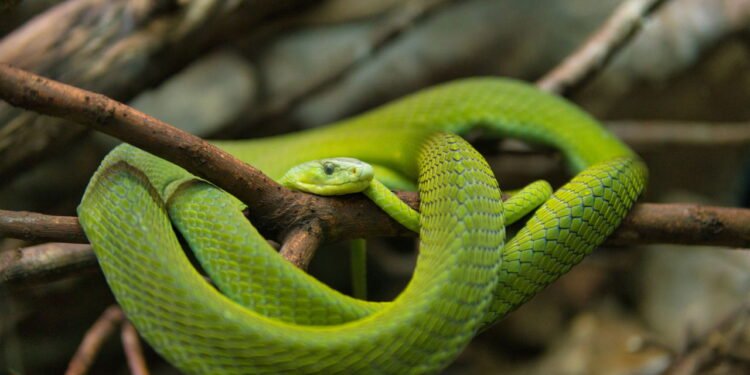 A mamba-verde é uma cobra arborícola venenosa e diurna, nativa do sudeste de África - depositphotos.com/pecasgd