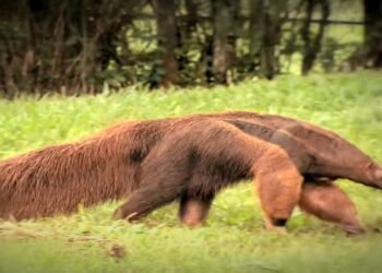 A vida secreta do tamanduá-bandeira, o símbolo do Cerrado