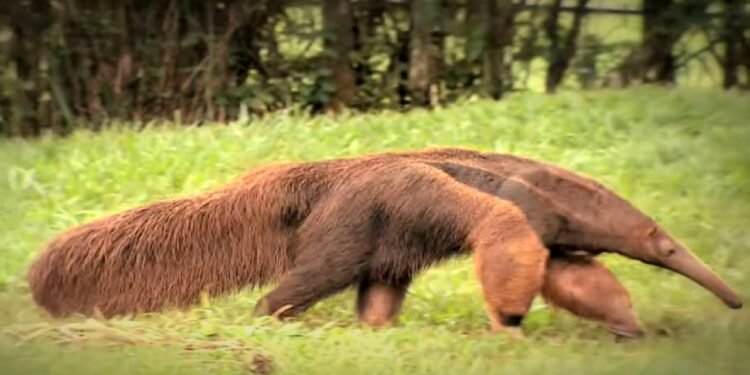 O tamanduá é um animal famoso da natureza no Brasil - reprodução youtube