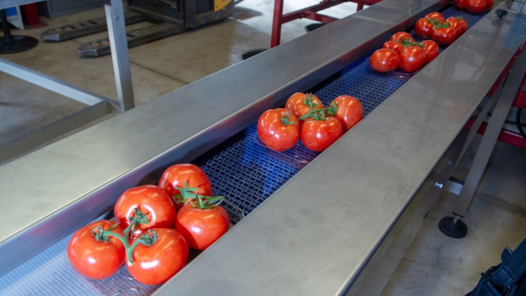 Produção de tomate