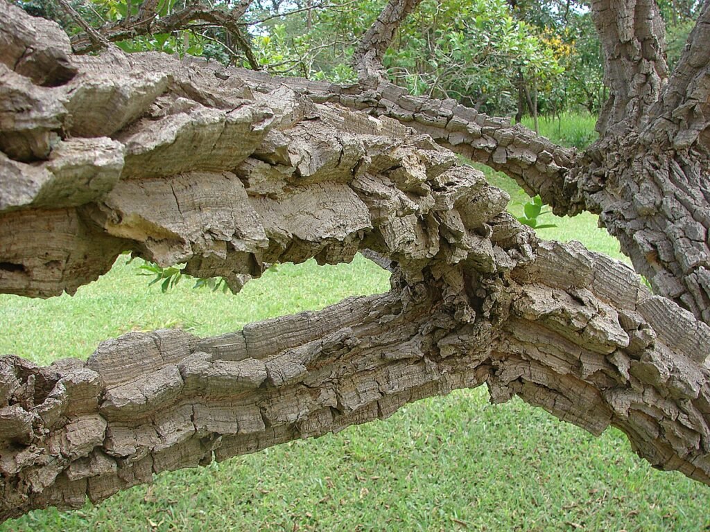 Tronco de barbatimão