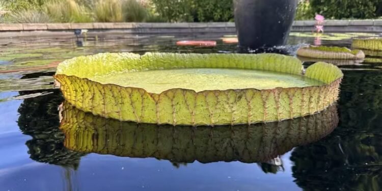 Vitória-régia gigante