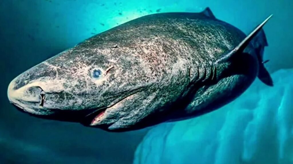 Animais mais lentos do mundo