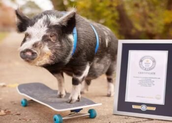Norbert: porco mais rápido em um skate, estrela animal do Guinness 2026