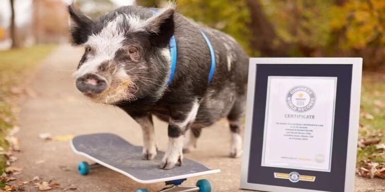 Norbert: porco mais rápido em um skate, estrela animal do Guinness 2026