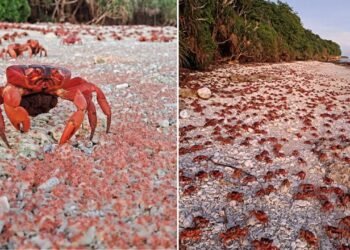 Tapete Vermelho: Por que a migração dos caranguejos vermelhos na Ilha Christmas é o fenômeno natural que você precisa ver