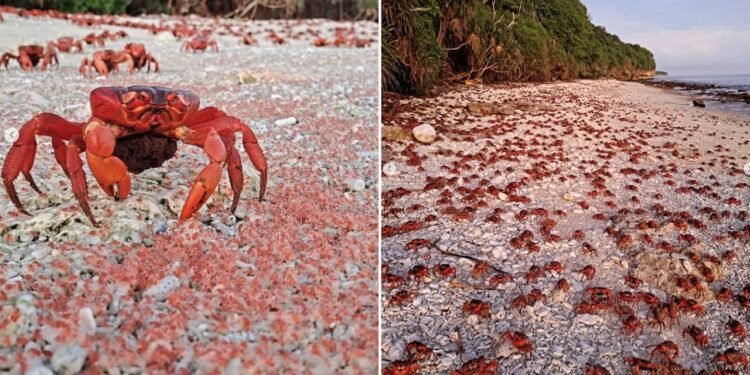 Tapete Vermelho: Por que a migração dos caranguejos vermelhos na Ilha Christmas é o fenômeno natural que você precisa ver