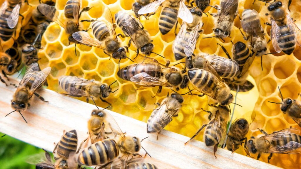 abelhas