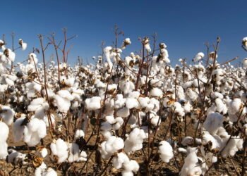 Algodão