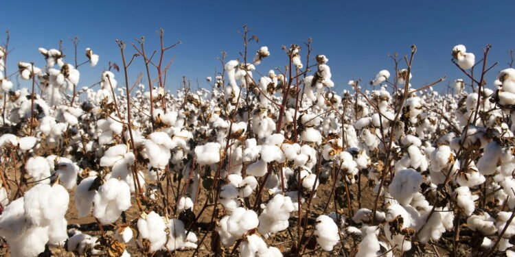 Algodão