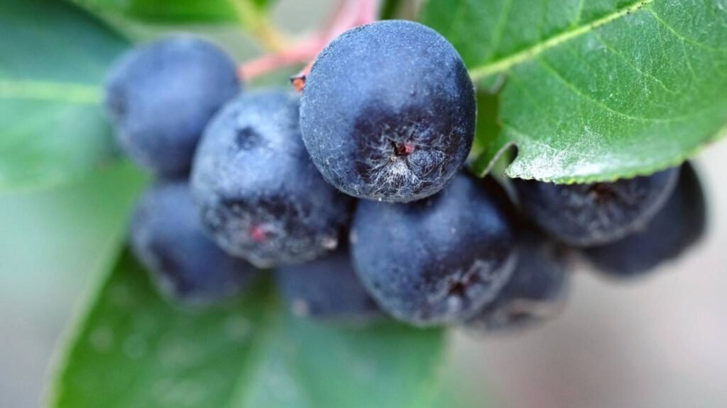 Aronia melanocarpa