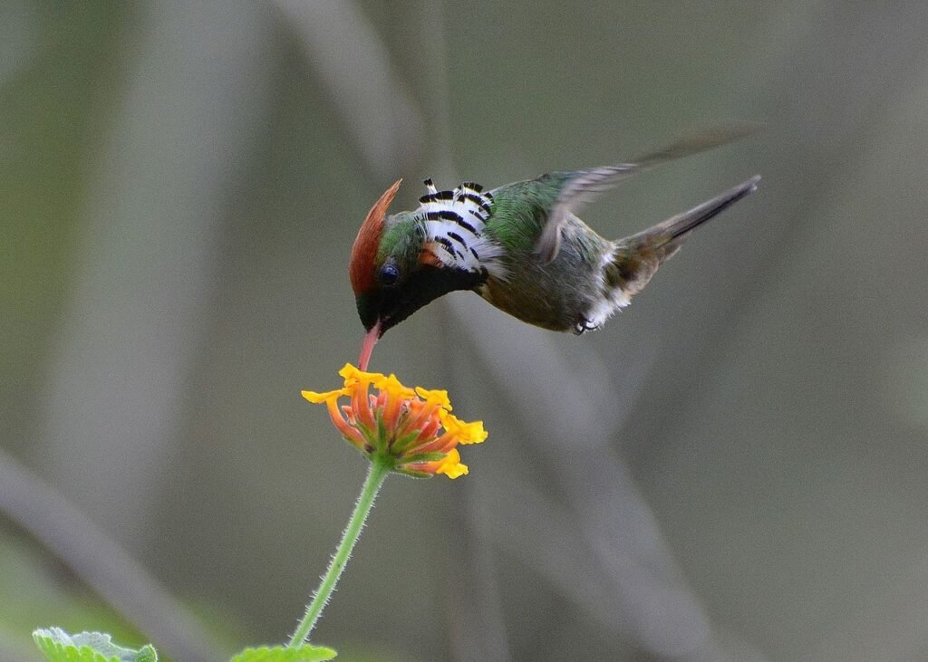 Beija-flor topetinho-vermelho