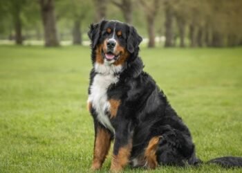 Cachorros enxergam espíritos? Descubra a verdade surpreendente por trás dos latidos para o nada