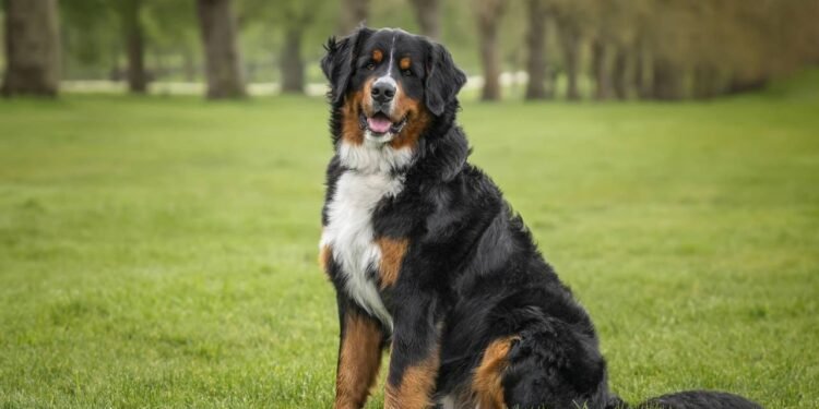 Cachorros enxergam espíritos? Descubra a verdade surpreendente por trás dos latidos para o nada