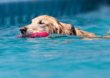 Descubra por que os Golden Retrievers amam tanto brincar na água