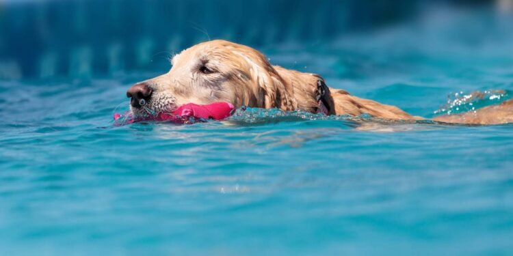 Descubra por que os Golden Retrievers amam tanto brincar na água