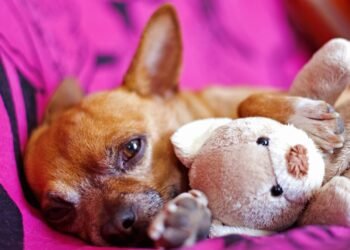 Dormir com seu pet: o que esta decisão diz sobre sua personalidade