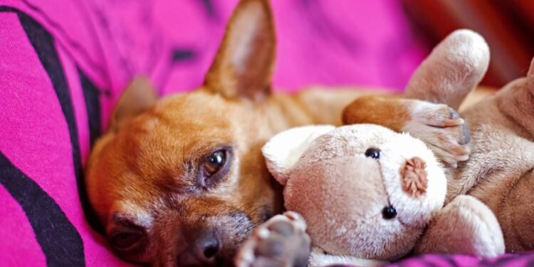 Dormir com seu pet: o que esta decisão diz sobre sua personalidade