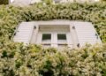 Jasmim-estrela: dicas para cultivar e como transformar seu jardim