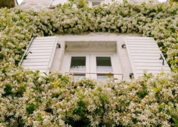 Jasmim-estrela: dicas para cultivar e como transformar seu jardim