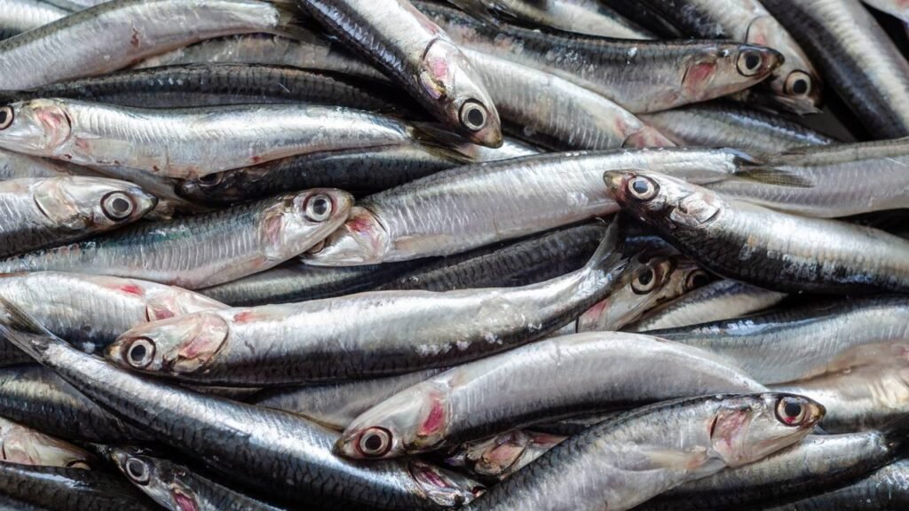 Anchova