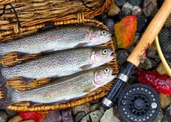 Quais são os melhores peixes para a saúde do coração?