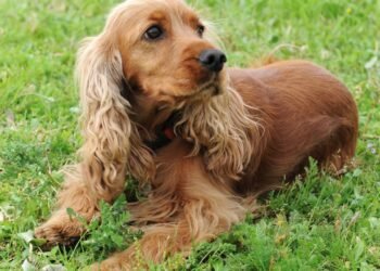 Descubra quais cães combinam melhor com a vida doméstica