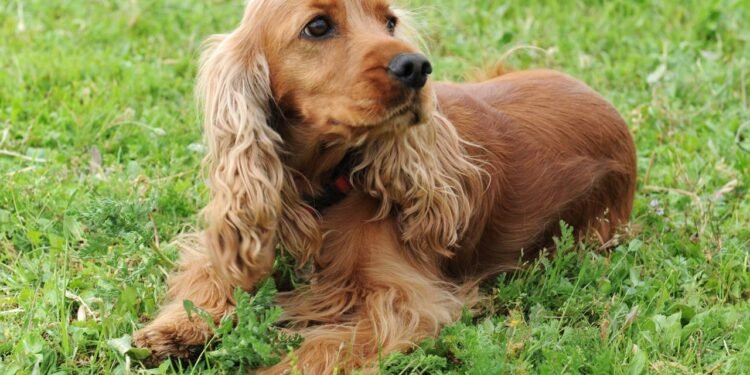 Créditos: depositphotos.com / cynoclub