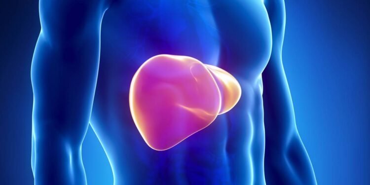 Seu fígado após 24h, 7 e 30 dias sem álcool: entenda as mudanças