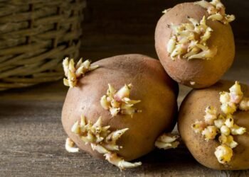 Coloque esta fruta entre as batatas e impeça que elas brotem