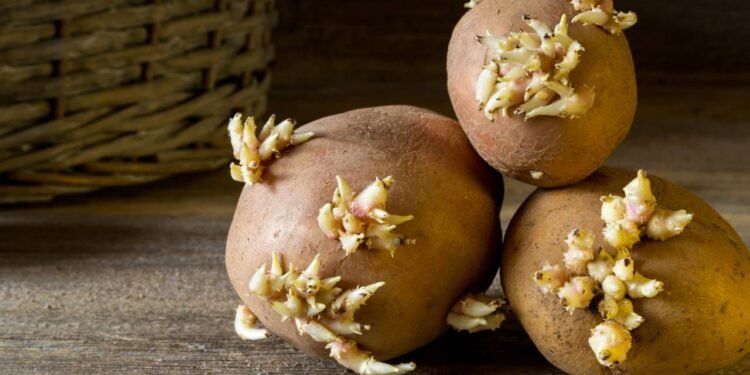 Coloque esta fruta entre as batatas e impeça que elas brotem