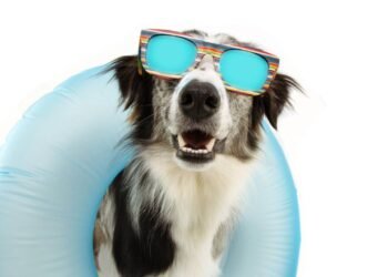 Afinal, cachorros peludos sofrem mais no verão? Saiba tudo!