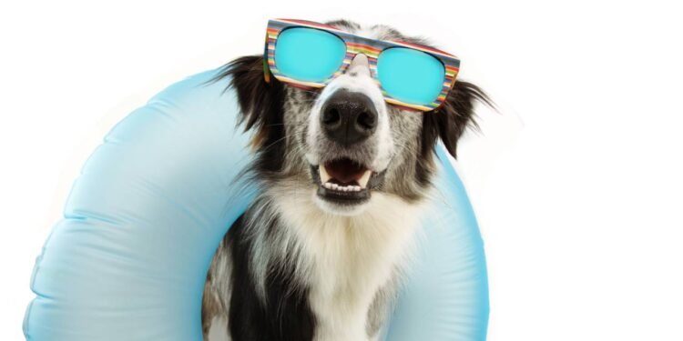 Afinal, cachorros peludos sofrem mais no verão? Saiba tudo!