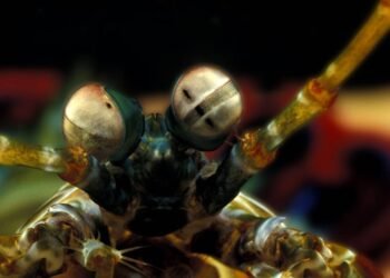 Conheça o camarão que possui uma hipervisão no fundo do oceano