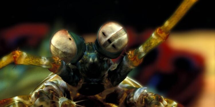 Conheça o camarão que possui uma hipervisão no fundo do oceano